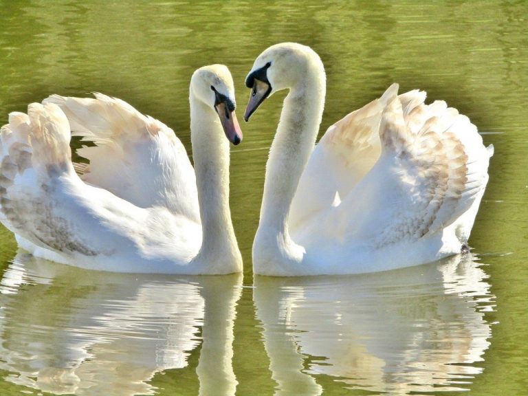 zwei schwaene