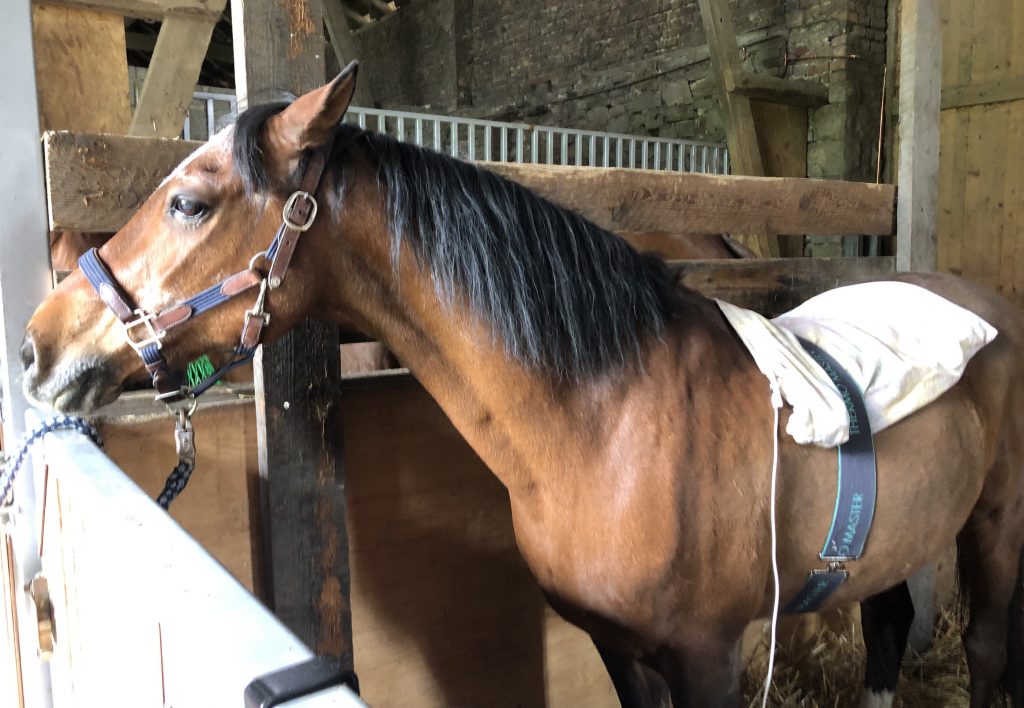 bioresonanztherapie Pferd