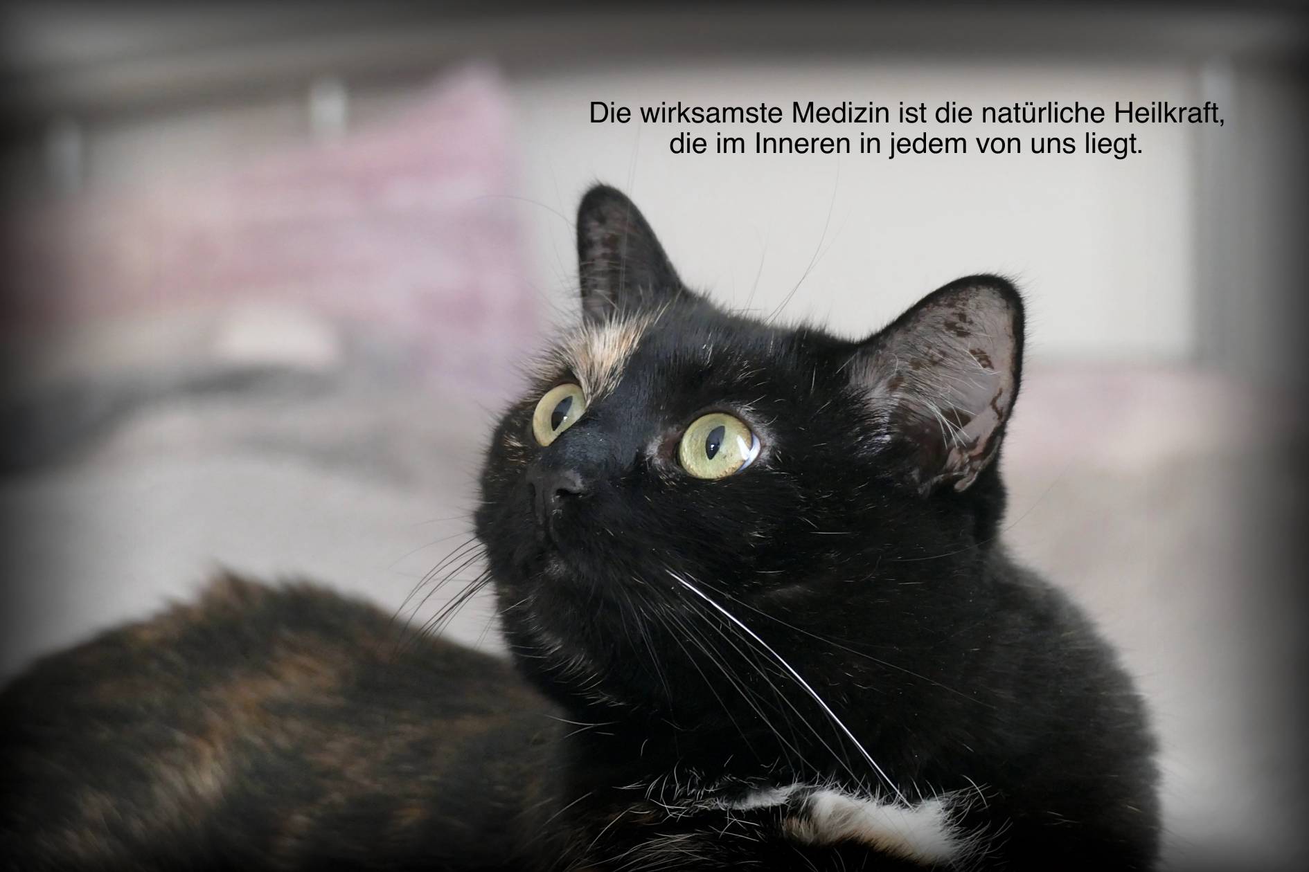 Katze und Zitat